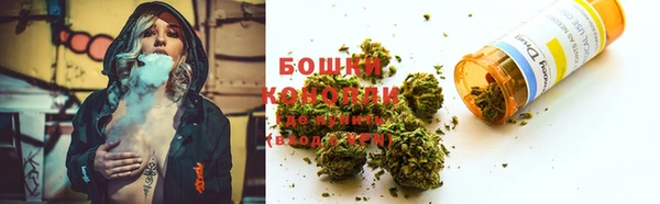 прущие грибы Лабытнанги